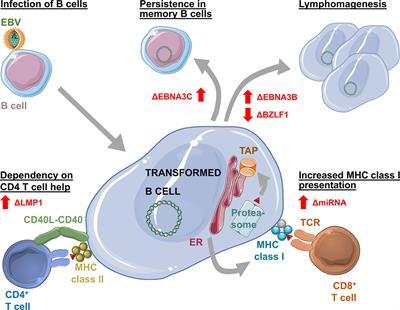 Modification of EBV Associated Lymphomagenesis and Its Immune Control by Co-Infections and Genetics in Humanized Mice